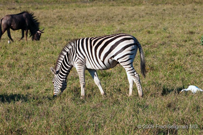 20090616_173208 D300 X1.jpg - Zebras, Selinda Spillway, Botswana